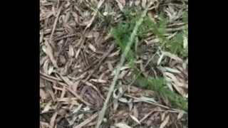 18Yo Sub Twink Teen Pissing In The Forest