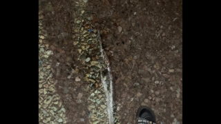 Casual Piss Outside In The Yard