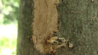 Cumshot On ‘Cum Here’ Tree , Showing Cum Close Up And Piss At A Cruising Area