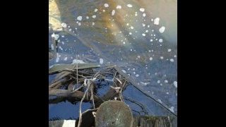 Draven Pissing In A Public Pond