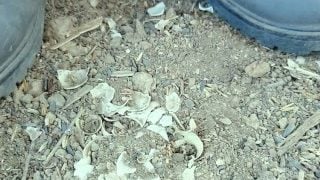 Farm Boy Crushes Crunchy Empty Shells With His Boots – Crush Spit Piss Cum