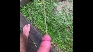 Morning Wood Piss Outside