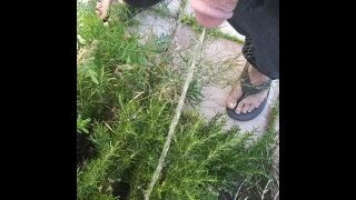 挪威爸爸穿着凉鞋在外面的灌木丛里撒尿