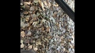 Pissing Outdoors