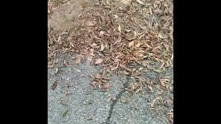 Μαλακός τριχωτός κόκορας που τσουρίζει στο δάσος