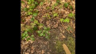Watering The Weeds With Hot Piss In The Forest